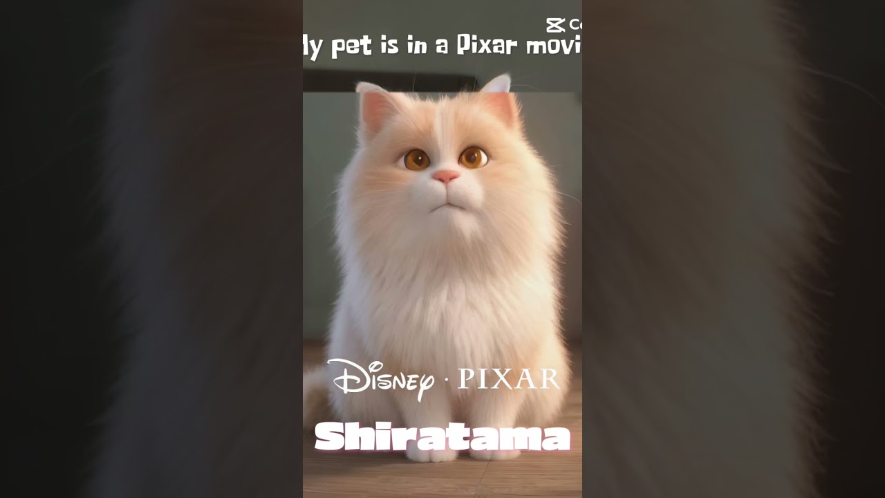 可愛すぎる     #ラガマフィン #ねこかわいいね #猫のいる暮らし