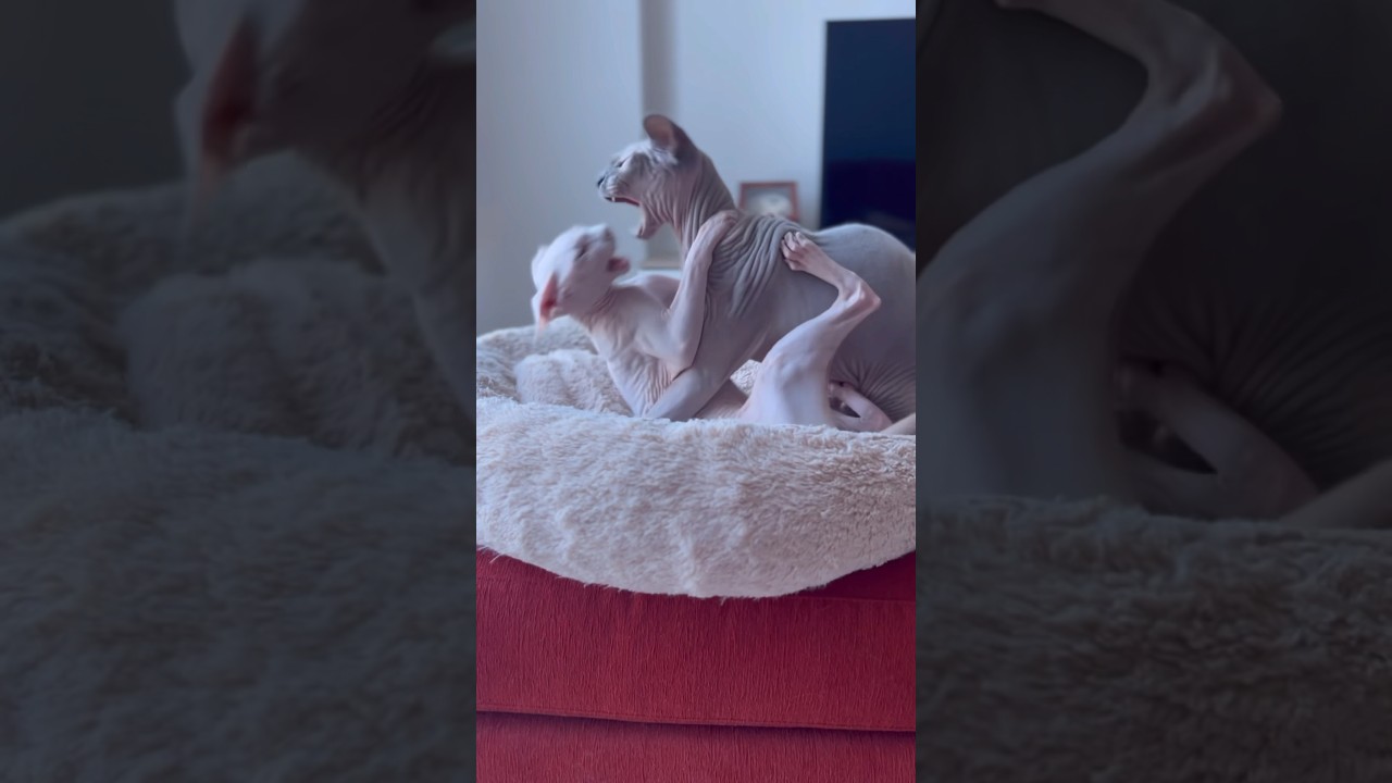 毛のない猫たちを待ち受ける運命とはww【スフィンクス猫】