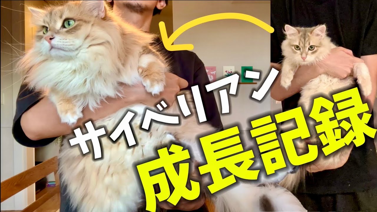 【サイベリアン】子猫の成長記録 1年でもふもふの大型猫に！