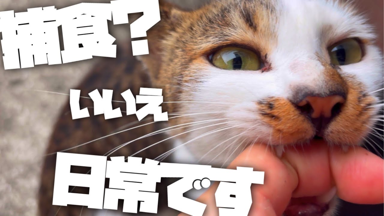 【地域猫】ガブガブされながらも喜んで可愛がってしまうわっしょいさんの日常などなど