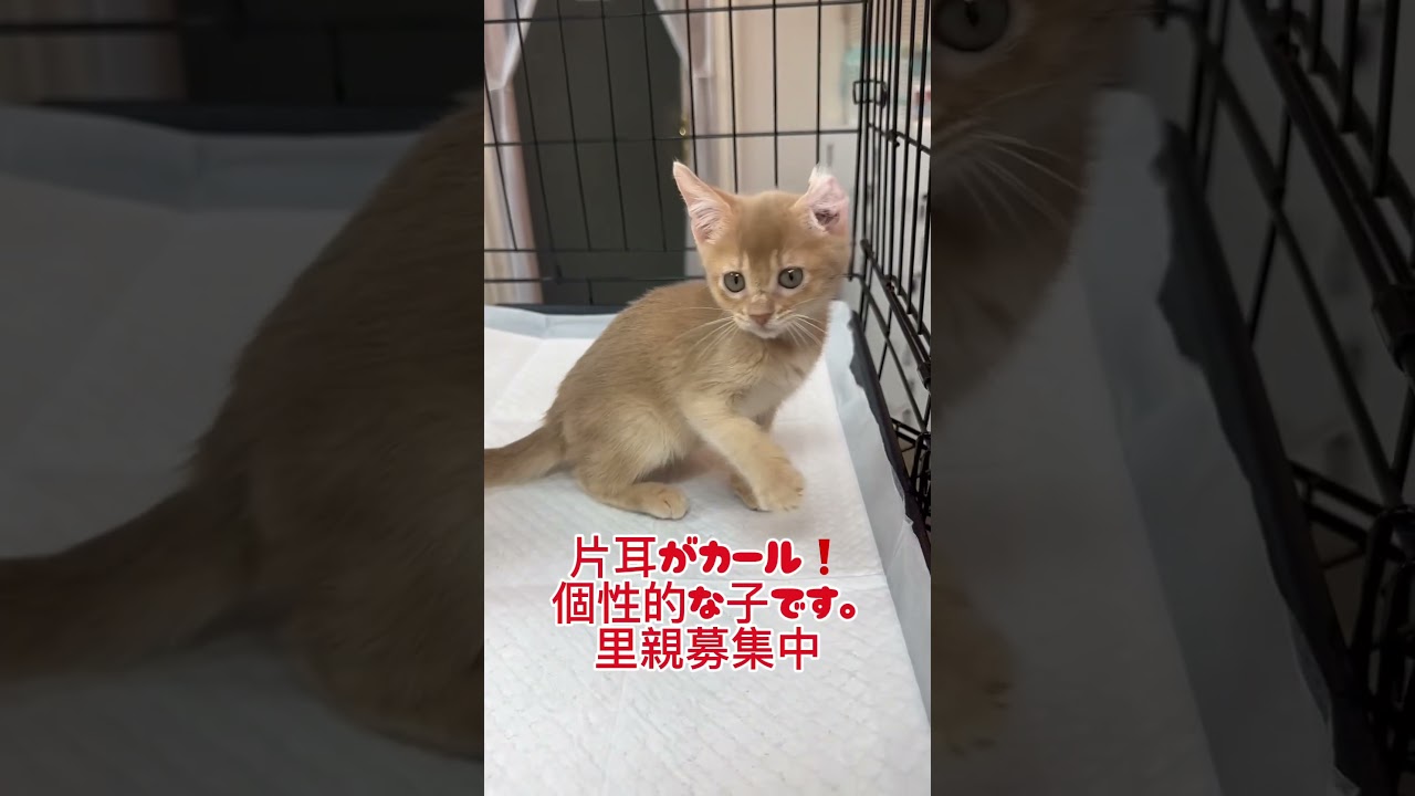 🐾✨生まれつき片👂がカールしている子です。 ✨🐾とっても元気💪可愛い子です。#里親募集中　#里親募集中子猫アゴはネコ
