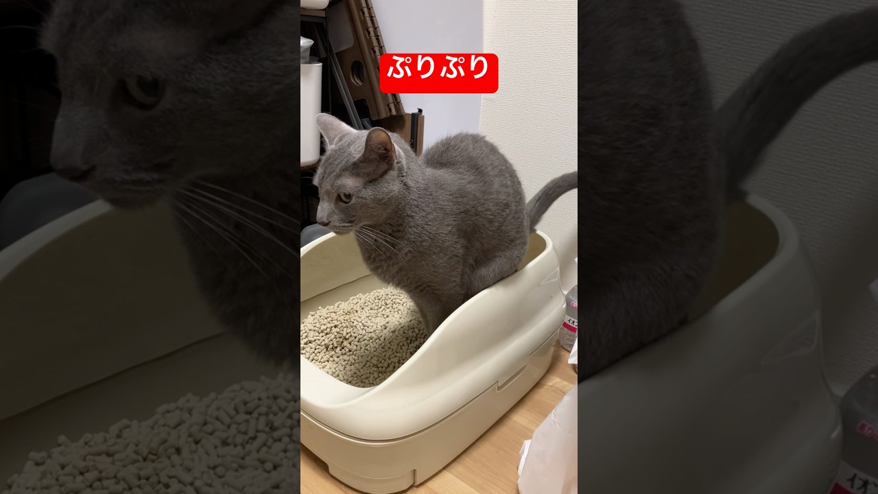 ぷりぷり猫#猫 #ロシアンブルー #cat #russianblue