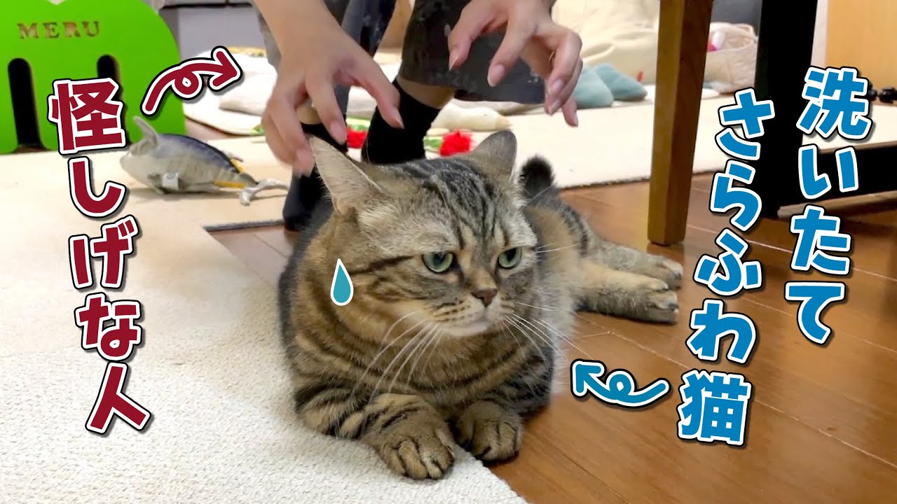 シャンプーしたばかりの愛猫をサラサラしたいママが近付いた結果…？