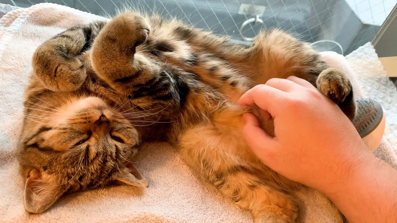 飼い主の神の手にとろけちゃう猫の表情がかわいすぎる！ #380【生後1年と84日目 スコティッシュフォールド】