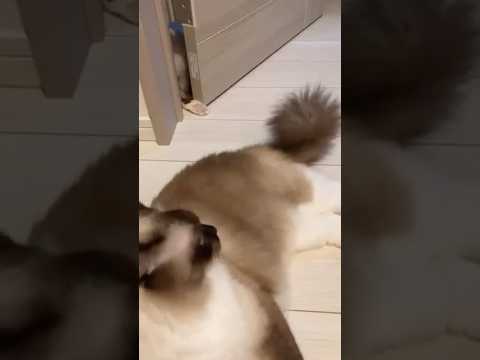 ハンターラグドールの子猫 #short #cat #ragdollkittens #cute #ラグドール #catlover #ragdolls #kitten #猫