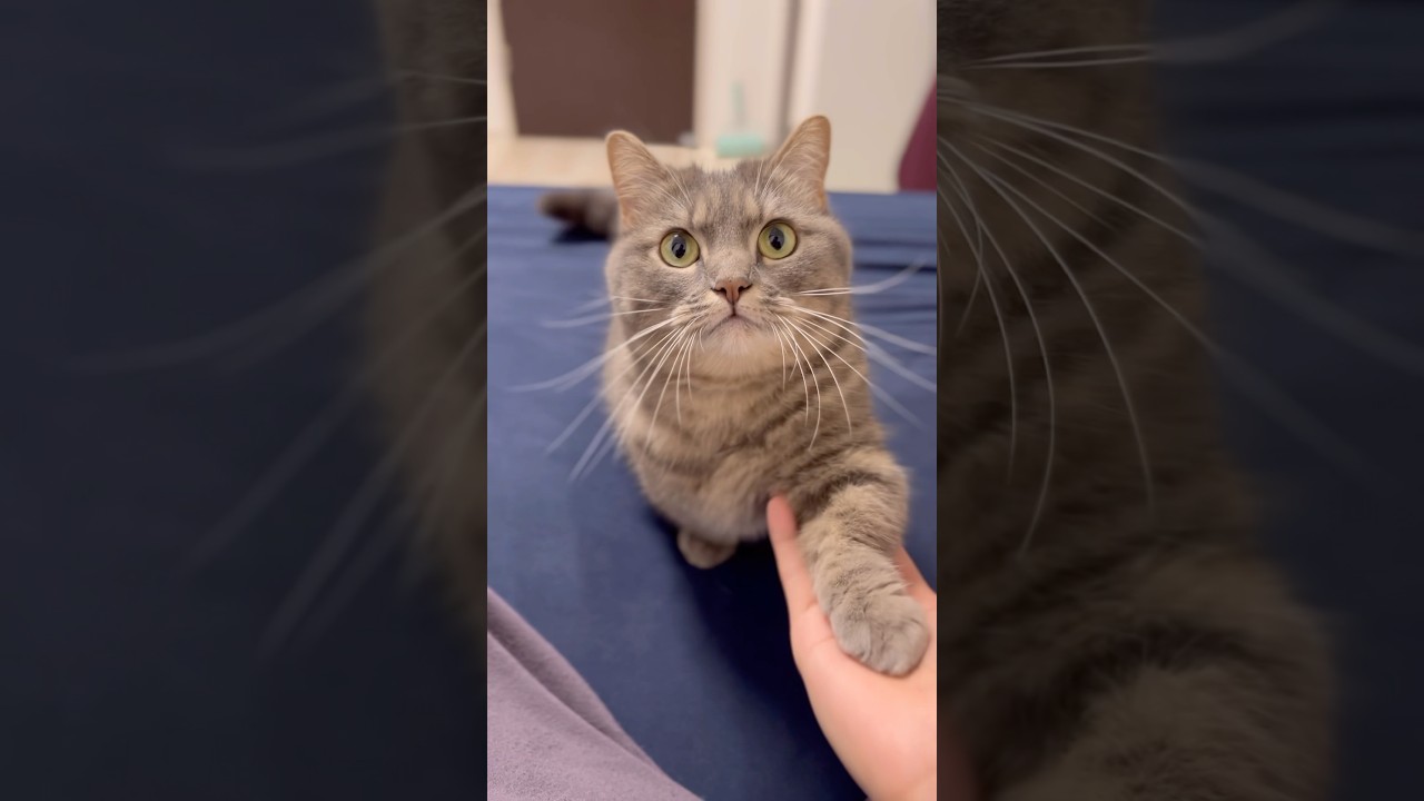 猫と飼い主の裏事情がヤバすぎた…#shorts #猫 #マンチカン