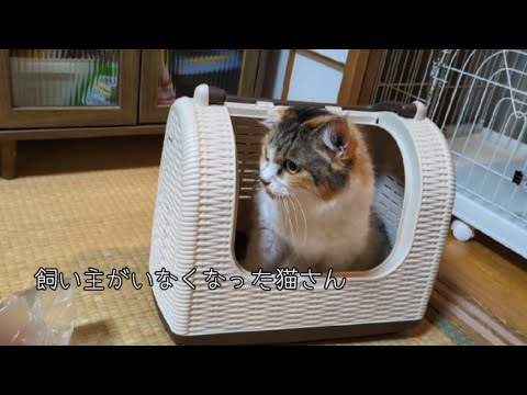 【預かり猫さん】丸2日微動だにせず、やっとゲージの外へ出てきました