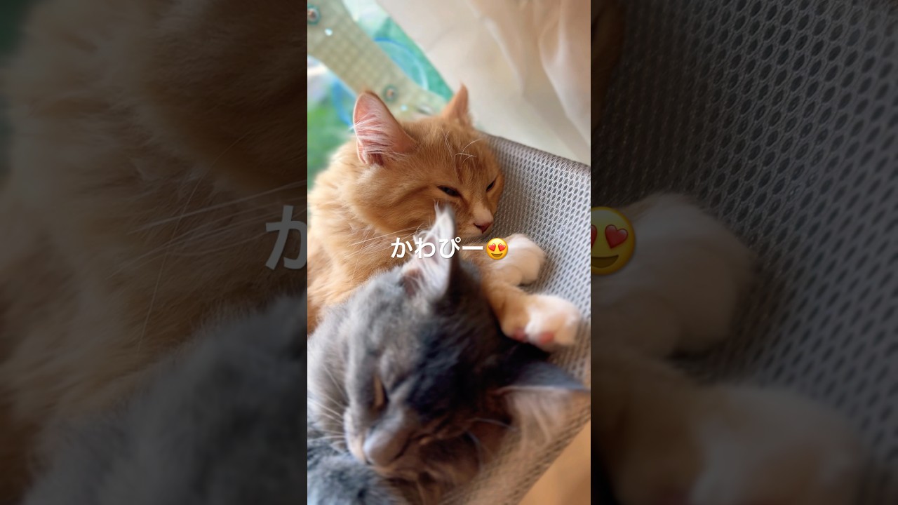 寝てるだけでも可愛いすいヴェル #猫#cat#サイベリアン#Siberian#子猫#고양이#猫のいる生活