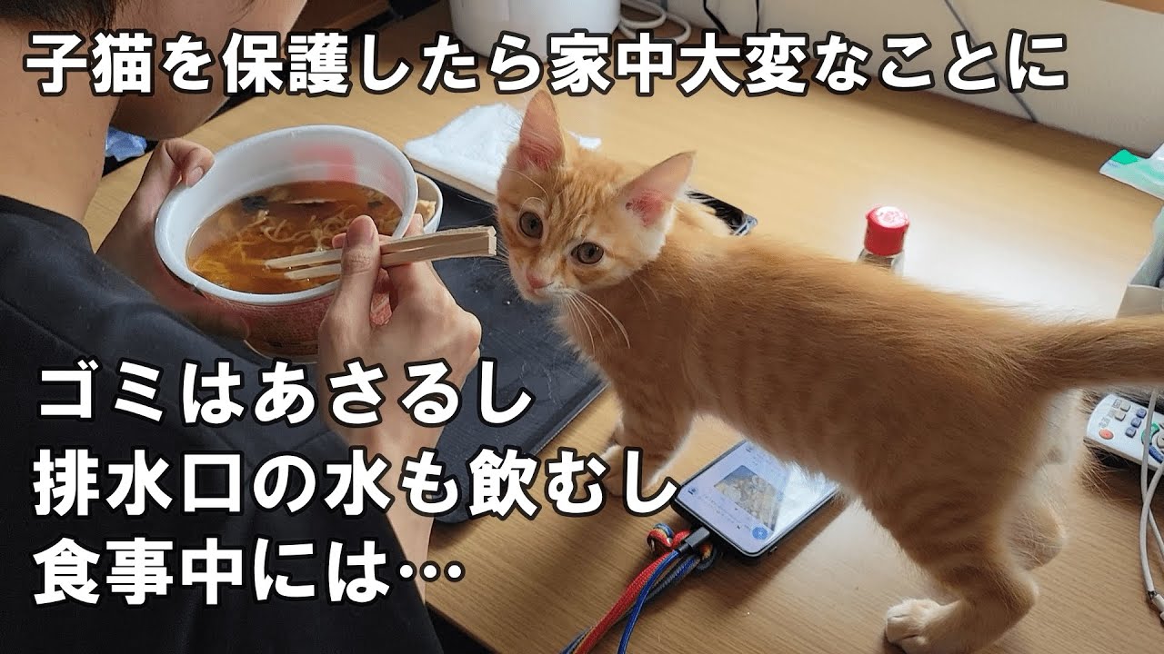 家中大変な事になっています 保護した子猫が…