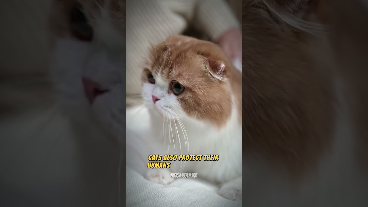 The Hidden Power of Cats: More Than Just Pets! 😻