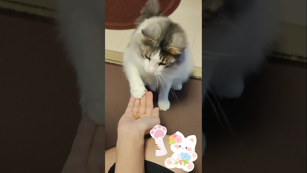 お手のようなものを覚えた メインクーンのアンソニー君♥️ #ねこ #cat #catlover #catvideos #ねこのいる生活 #猫 #catshorts #shorts #癒し #可愛い猫