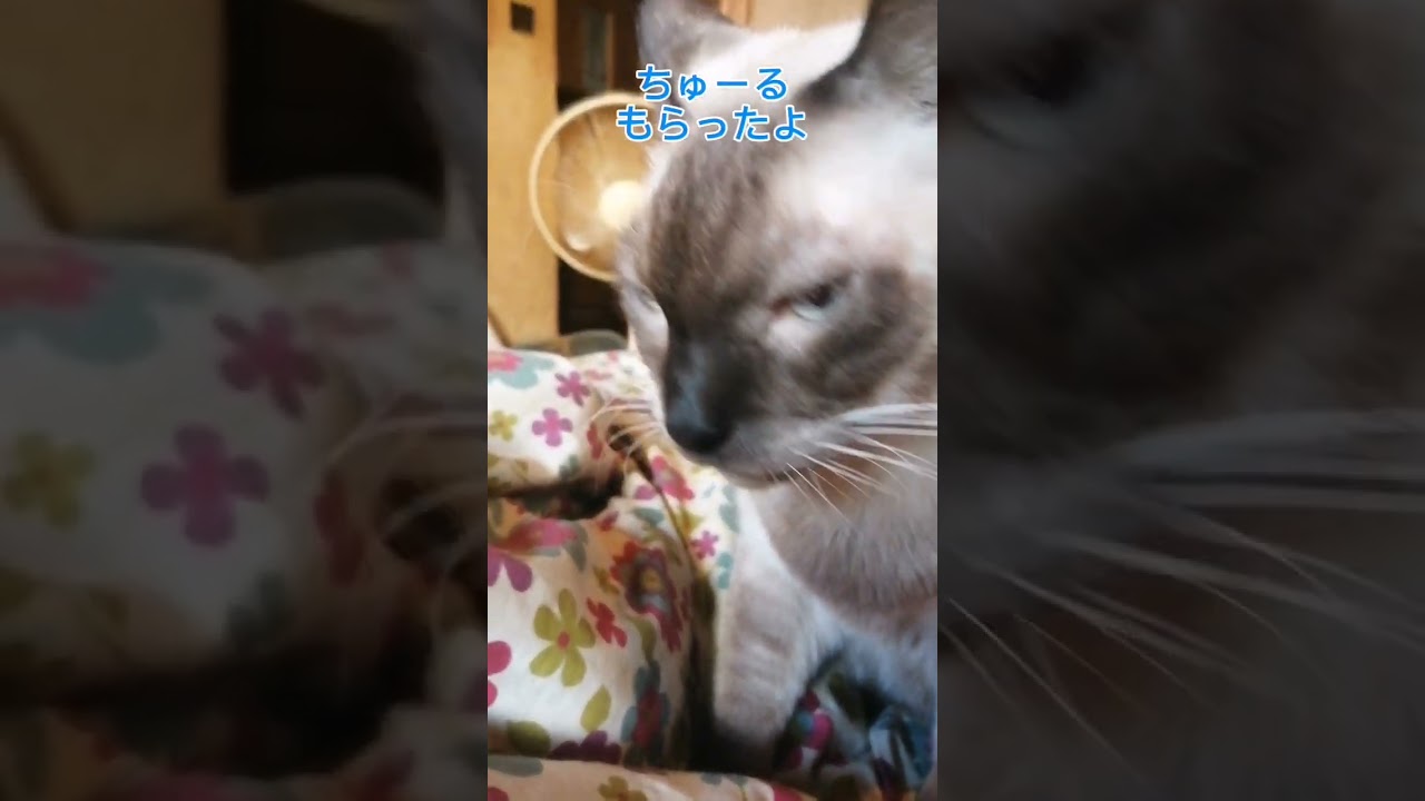 シャム猫#short #cat #猫#シャムミックス#15歳 #敬老の日