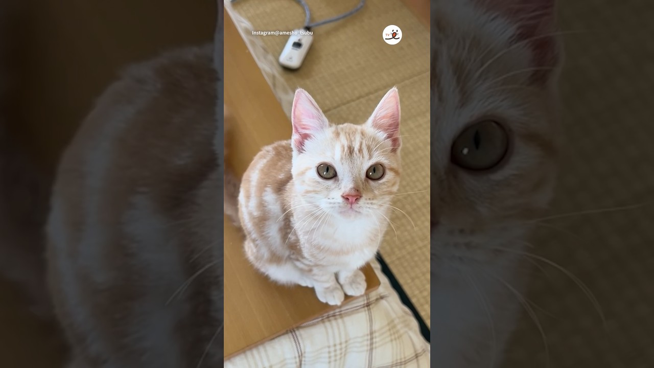 そんな目で見られたら…😭💕｜PECO #アメリカンショートヘア #猫 #愛猫家 #猫のいる暮らし #americanshorthair #cat #catlover #catlife