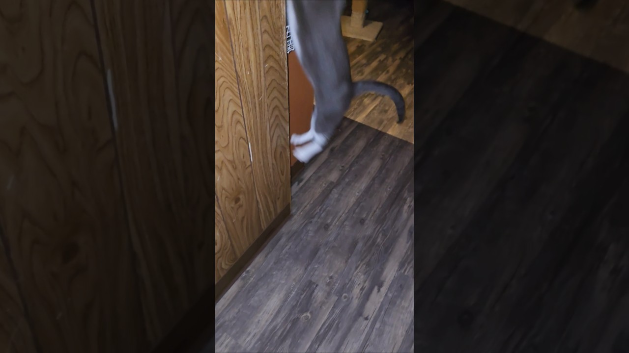 Even walls aren't safe #cat #funnyanimals #comedy #pets