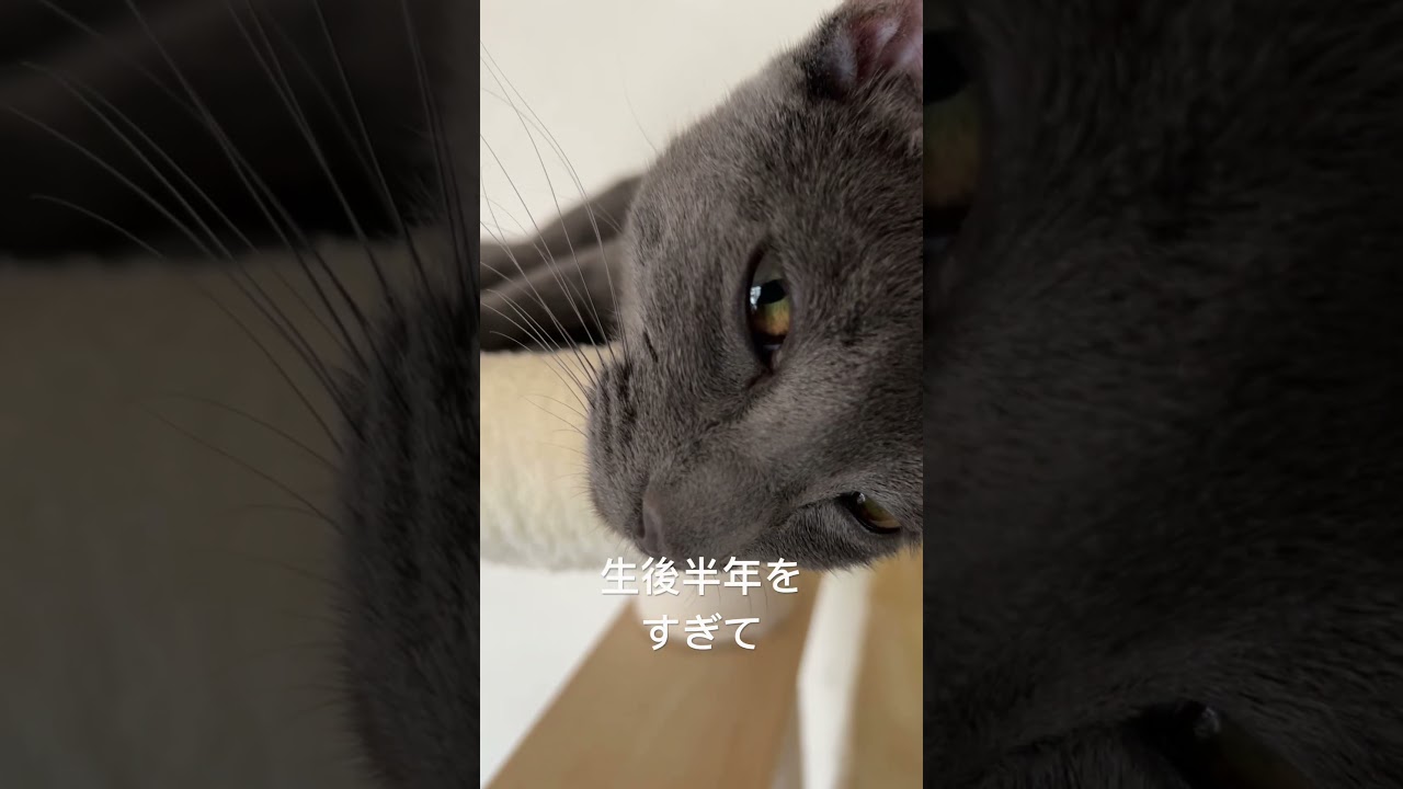 生後7ヶ月ロシアンブルーの男の子。カッパーオレンジの目の色が変わってきた。#猫 #子猫 #ロシアンブルー #ねこのいる生活