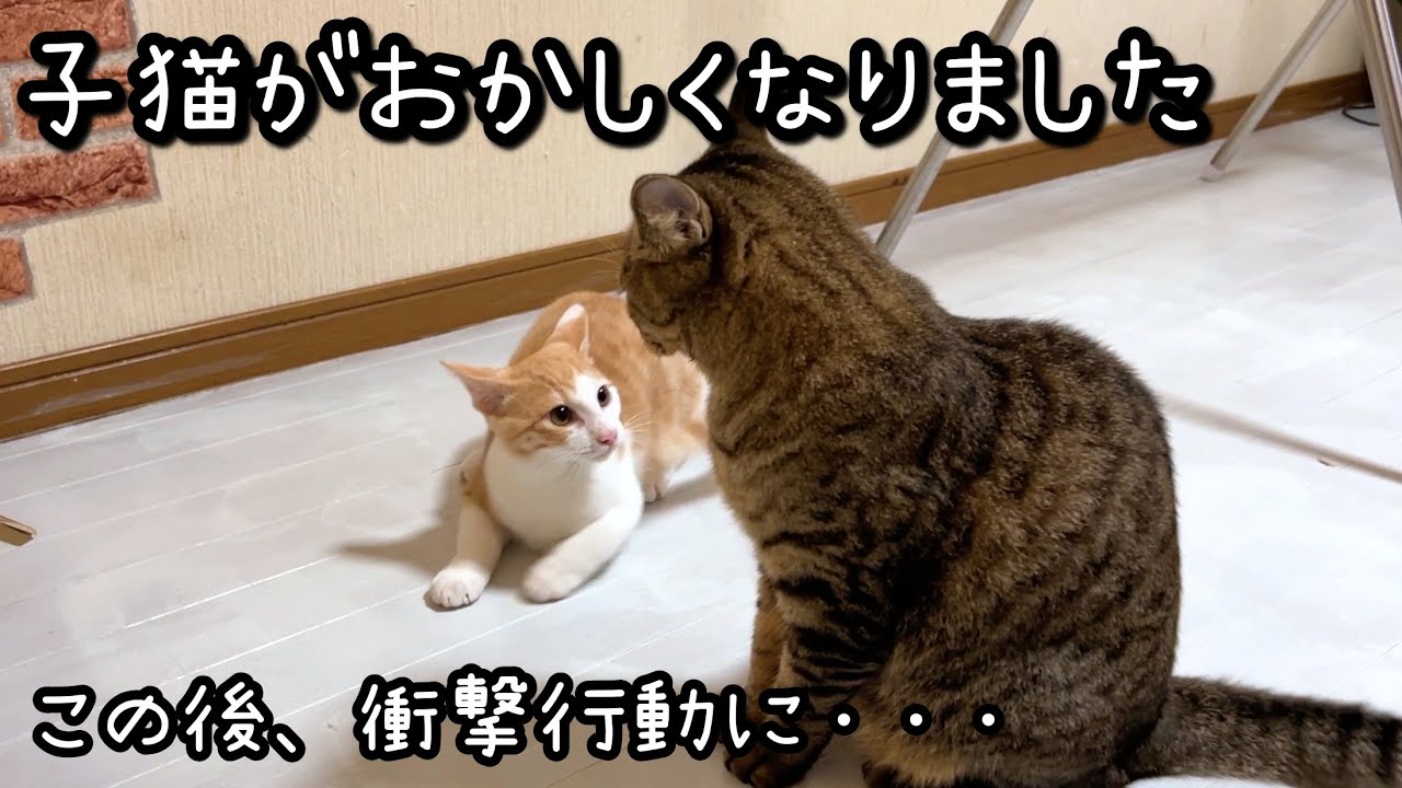 【衝撃】保護した子猫がおかしくなってしまいました・・・ここまで威嚇されたのは初めてです