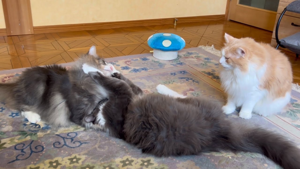 【バトル‼︎】今日も元気にバトル！！ノルウェージャンフォレストキャットとターキッシュアンゴラ♡