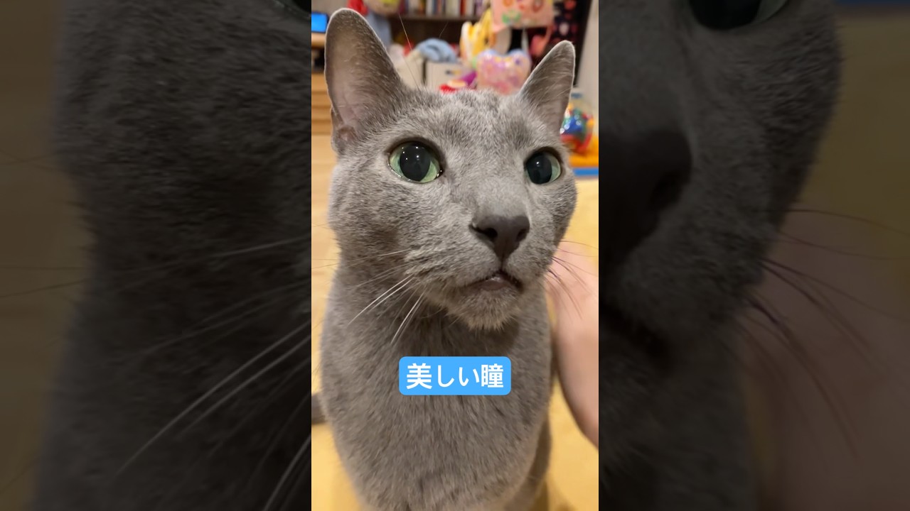 ロシアンブルーの瞳#猫 #ロシアンブルー #cat #russianblue #エメラルドグリーン