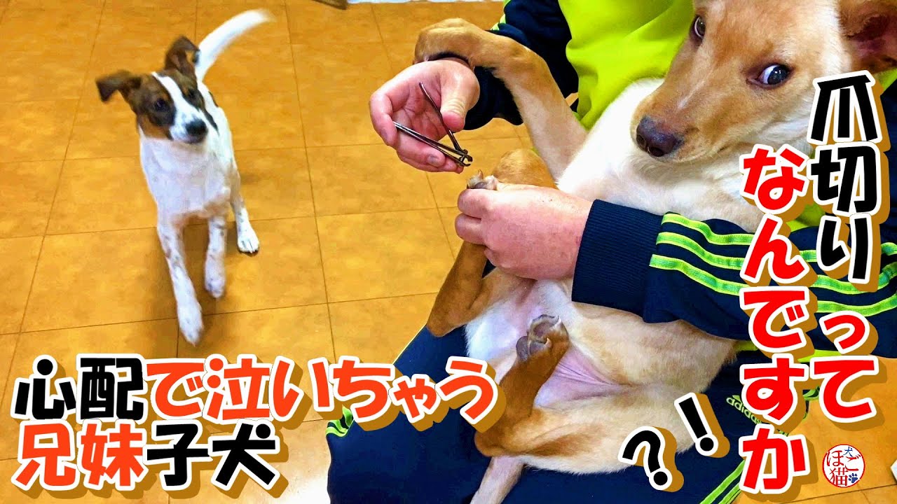 【子犬　保護　子猫】兄妹が爪切りされて、心配しちゃう子犬