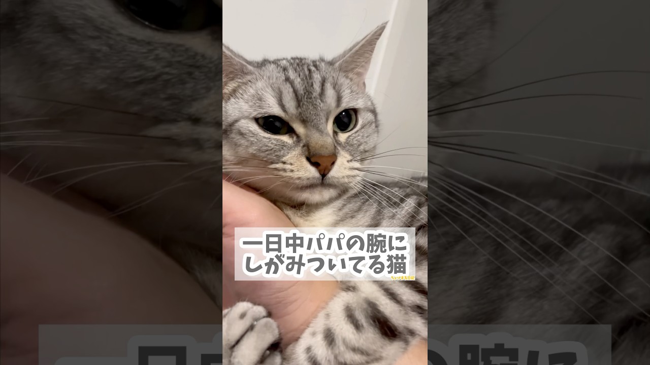 【猫動画】一日中パパの腕にしがみついてる猫!! #shorts