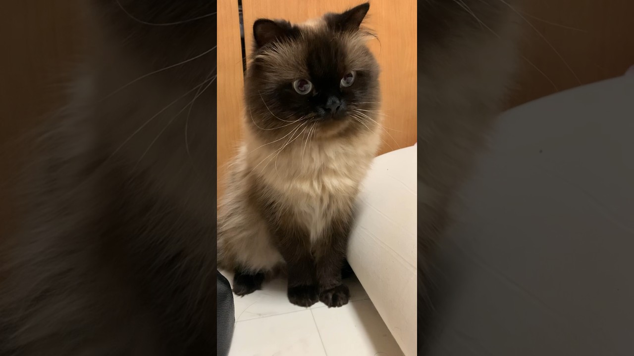 7月7日のげんたくん🎋#猫 #ヒマラヤン #猫のいる暮らし #shorts
