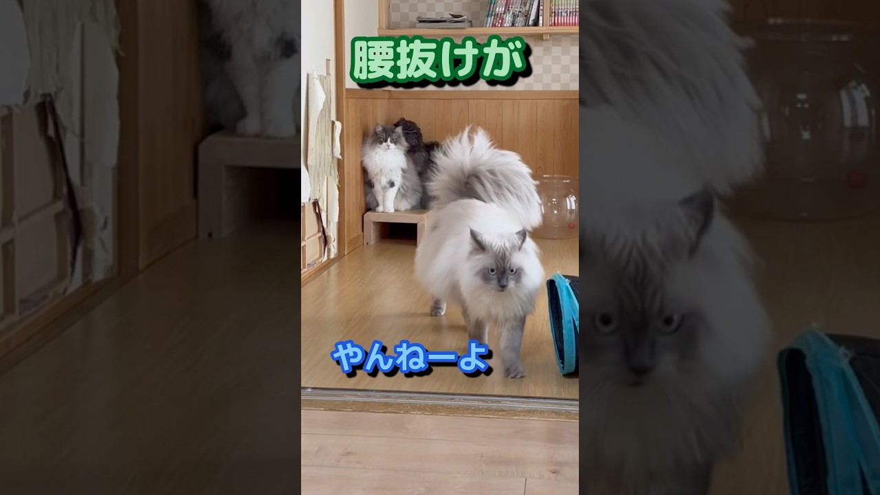 マヌケな猫　もふもふサイベリアン