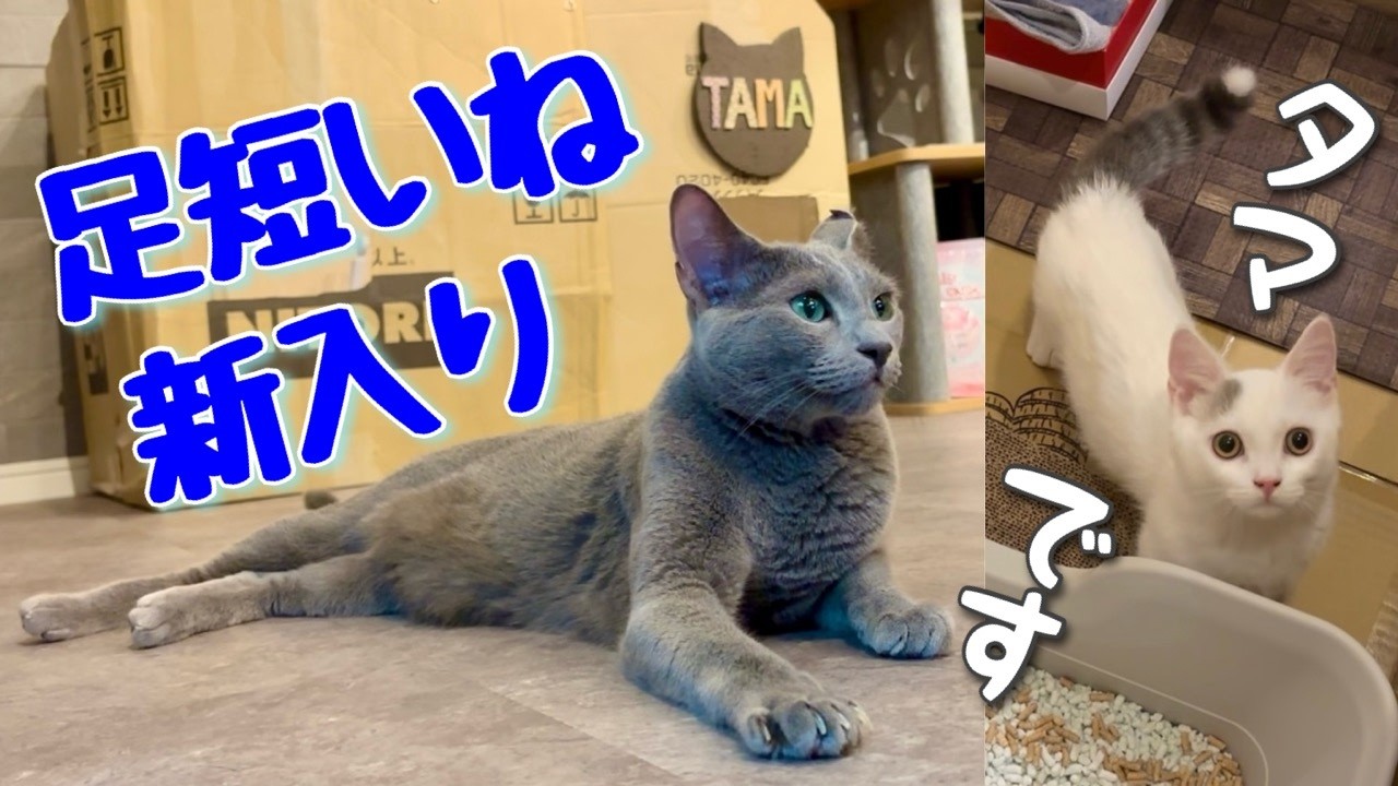 ロシアンブルー|子猫がやって来た、どうする？こてつ[Russian Blue]