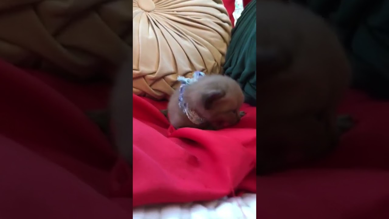 ボンベイ 綺麗な毛艶の男前（セーブル）