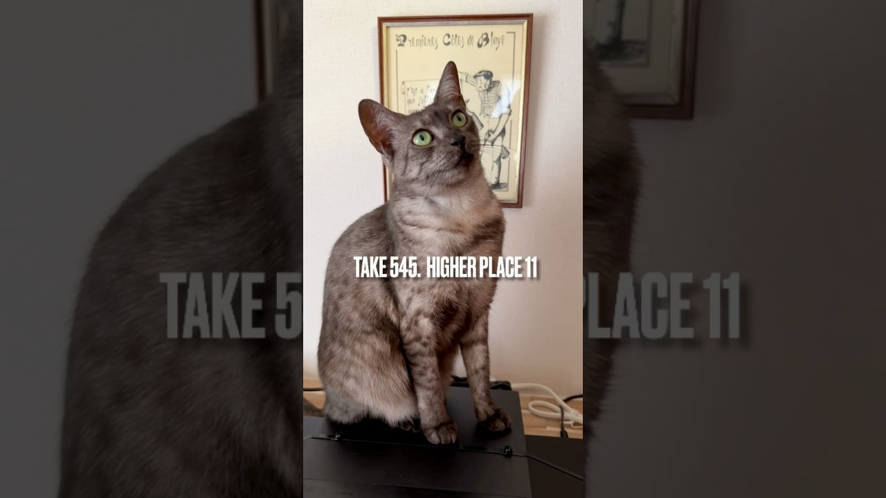 ママに誘われて久々 #あけびかご でお昼寝にゃ❗️サロンが見渡せてみんなを監視できるのにゃ‼️#エジプシャンマウ #egyptianmaucat #エジプシャンマウの仲間たち #shorts