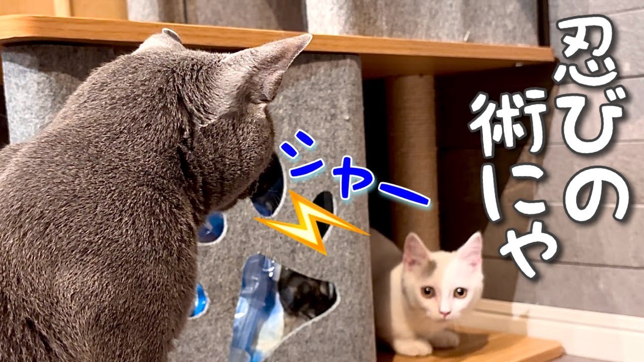 マンチカン|お迎え3日目~外の世界と先住猫に慣れて行くよ[Munchkin]