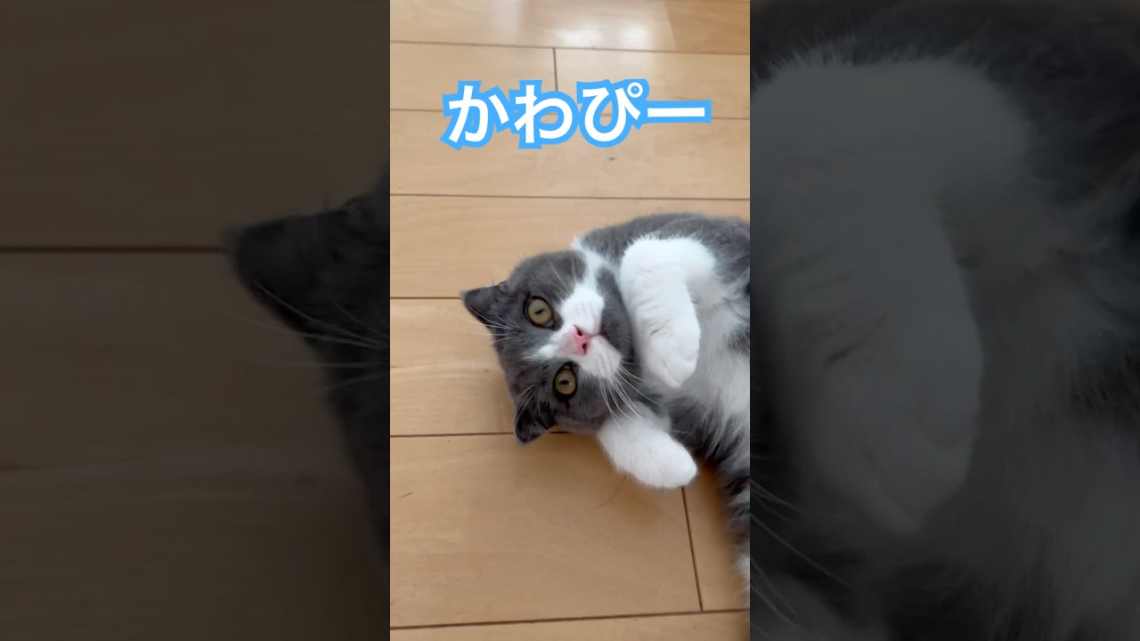 つくね  かわぴー♡⃛  #こねこ #cat #スコティッシュフォールド #猫のいる暮らし #ねこ #ねこ動画 #ねこ部 #にゃんこ#猫好きさんと繋がりたい #にゃんだふるらいふ #癒し動画#かわぴー