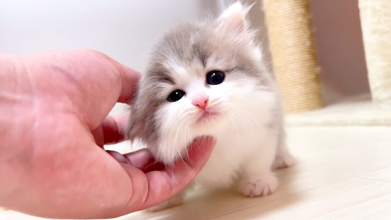 【マンチカンの子猫】来ても来なくても撫でてまわる件 ～猫のいる生活Vol.1024～出産動画 マンチカン短足・ミヌエット・ペルシャ猫専門ブリーダー『ペット蔵人』【子猫の成長記録】