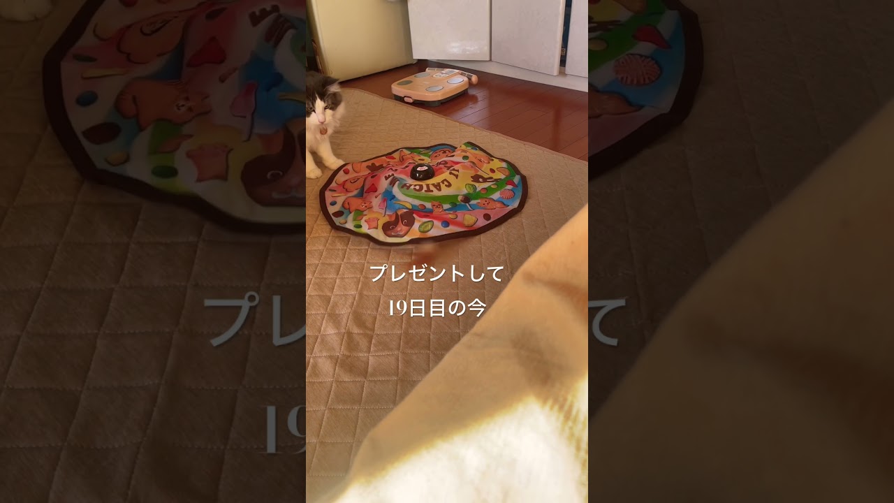 買ってよかった猫のおもちゃ#ノルウェージャンフォレストキャット#猫のいる暮らし #猫のおもちゃ