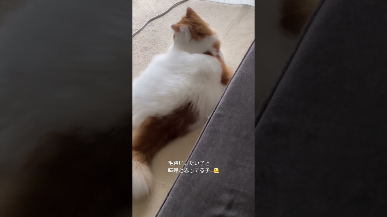 【猫の日常】自分でするニャ！ #猫#ねこ#cat#マンチカン#癒し