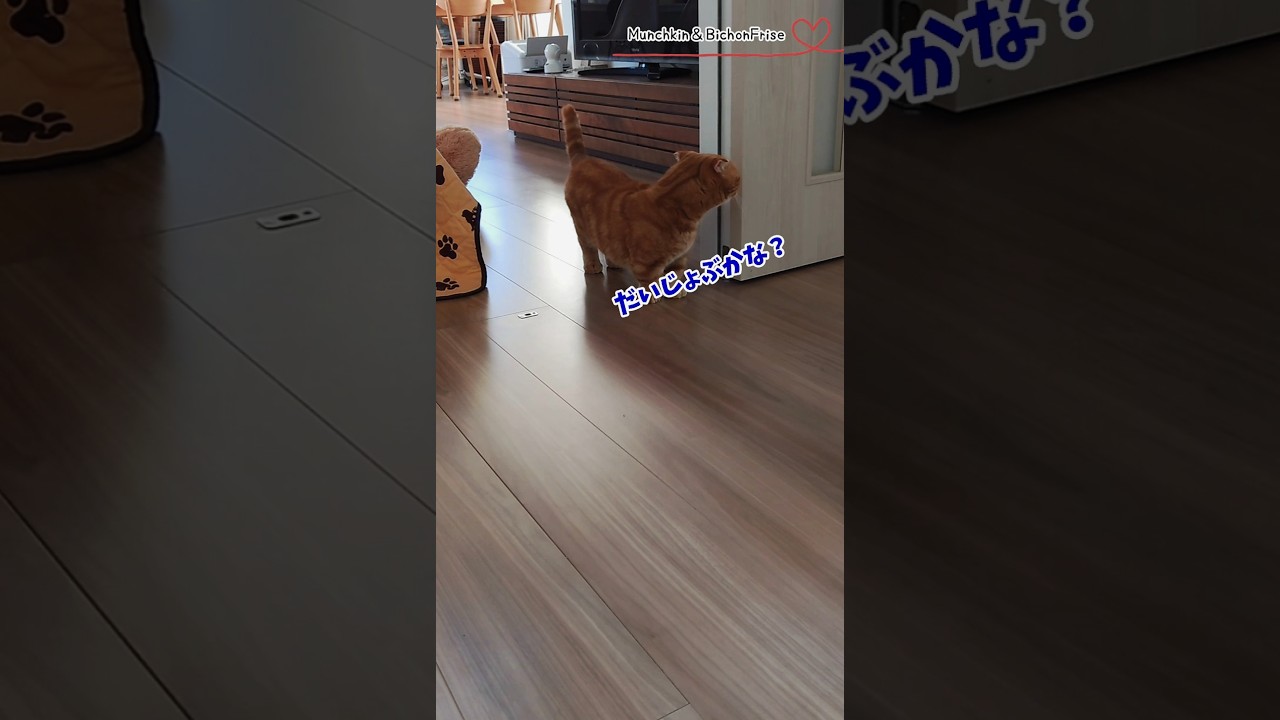 【マンチカン】廊下を渡るのに左右確認を怠らない短足猫 【犬と猫、両方飼ってると毎日かわいい♥】
