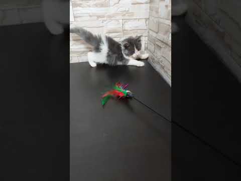 メインクーン 大きな子です　ブルー&ホワイト（もふもふのロングヘア）