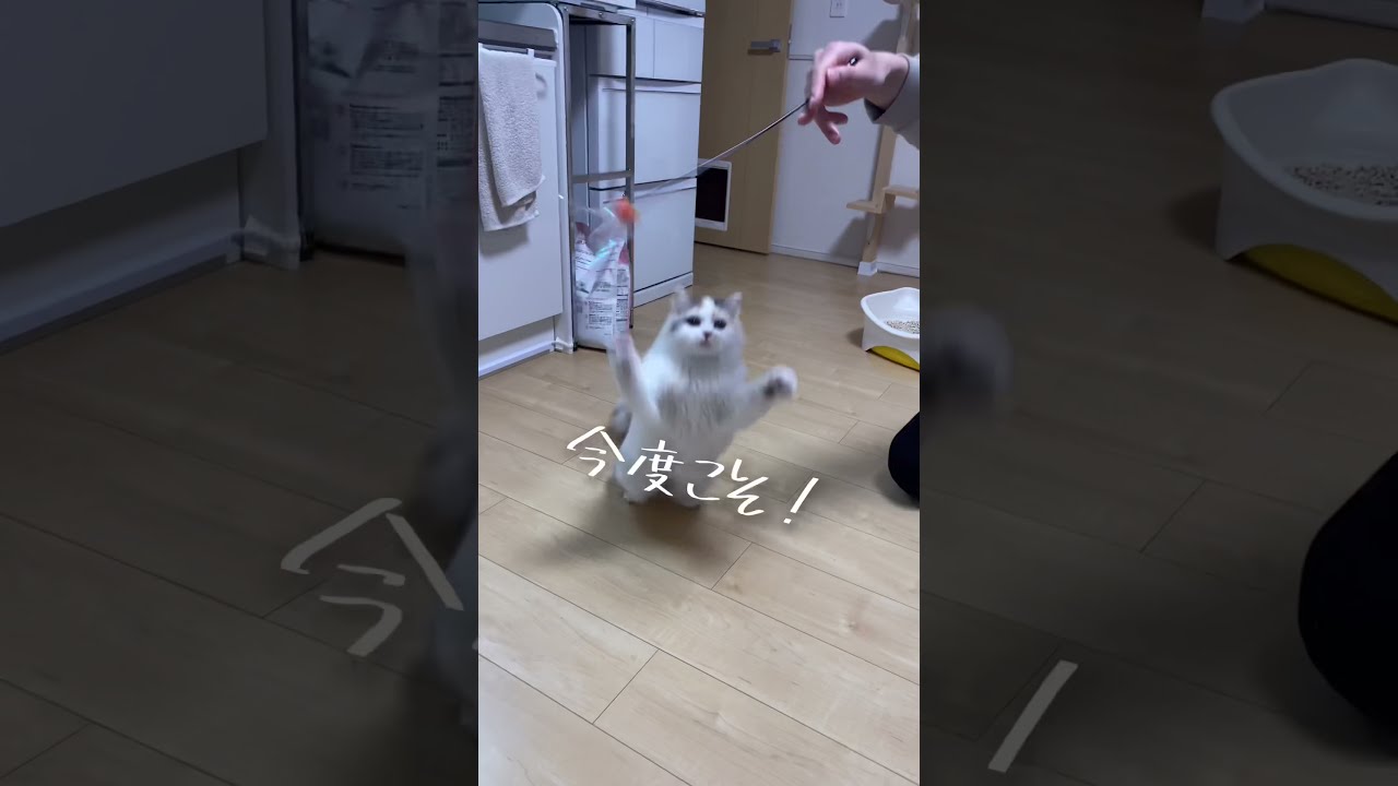 獲物を捕まえたい猫ちゃん、こるん #Shorts #猫 #スコティッシュストレート