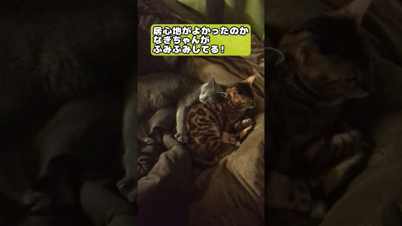 【猫】2024年10月4日 #cat #kawaii #ベンガル #ロシアンブルー #猫のいる暮らし