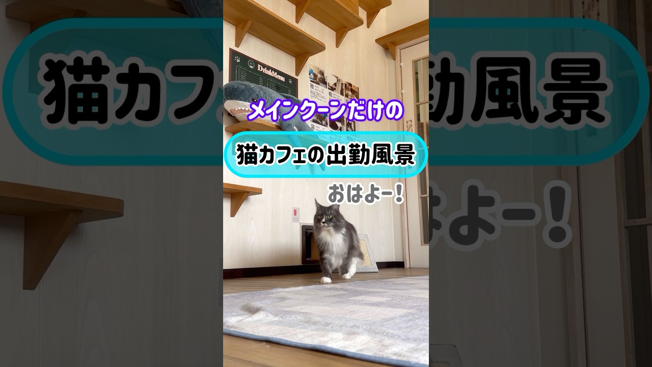 メインクーンだけの【猫カフェの出勤風景】#cat #cooncat #もふ