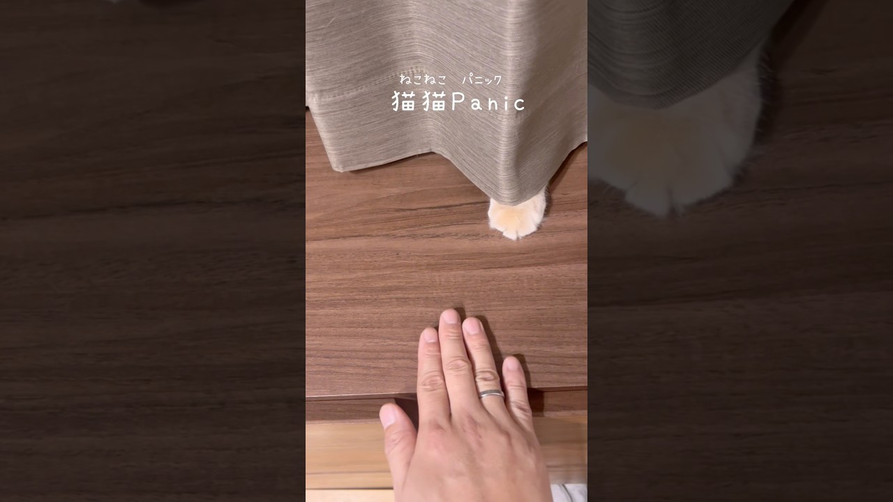「ねこねこパニック」 #猫 #マンチカン #猫動画