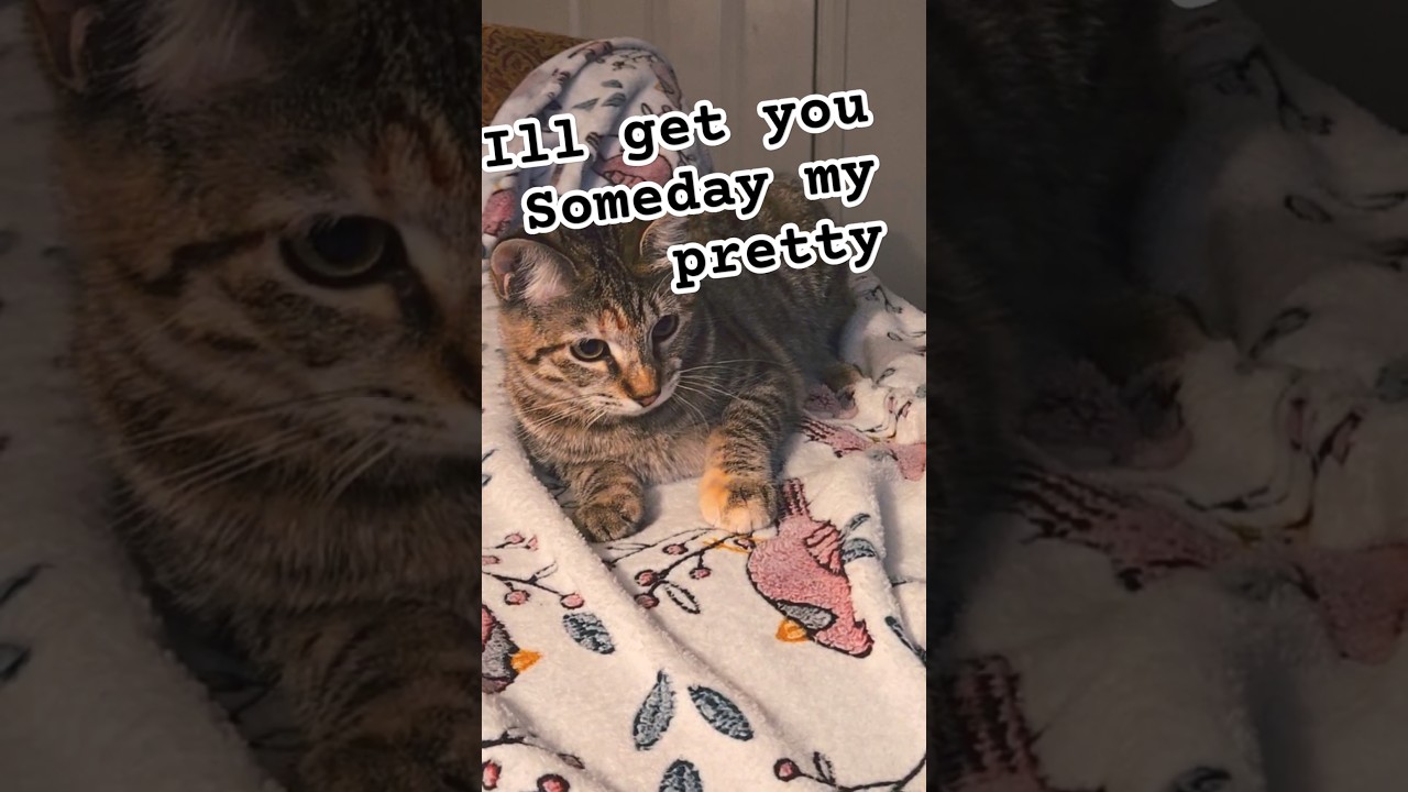 Our feral cat; won't let us hold her but will scratch you #shorts #cats #kittyshorts #sarah