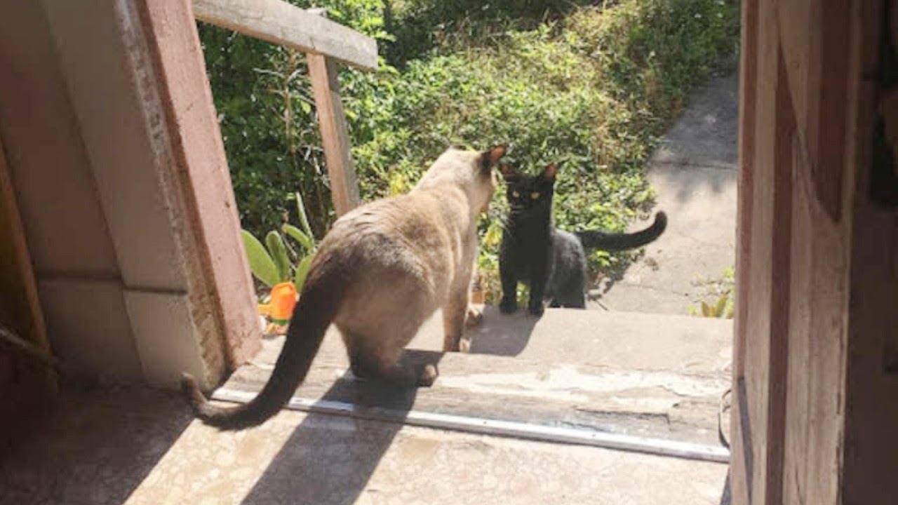 家にやってくる黒い野良猫に恋をしたシャム猫。ある日、黒猫が外で鳴いているのに気づき様子を見に行くと…【感動】