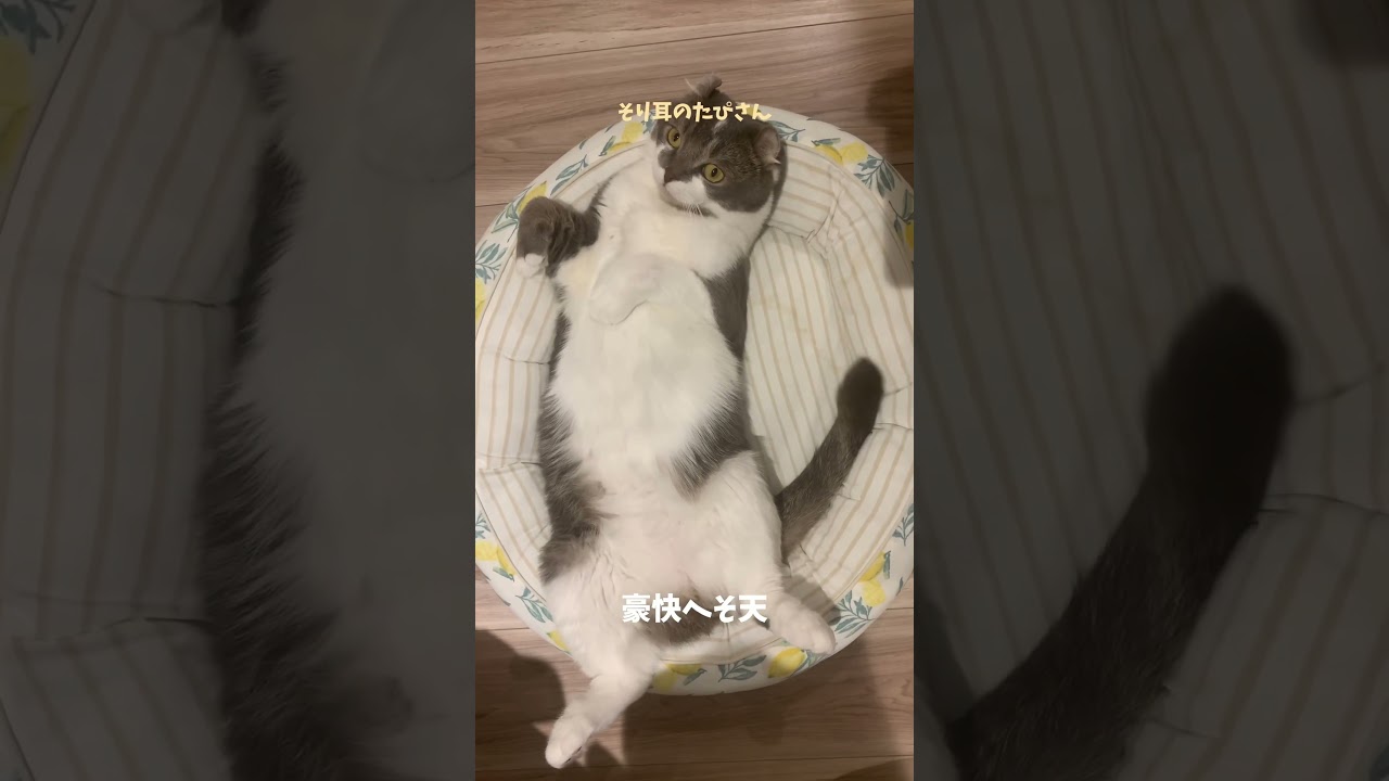 アメリカンカールの豪快へそ天 #猫のいる暮らし