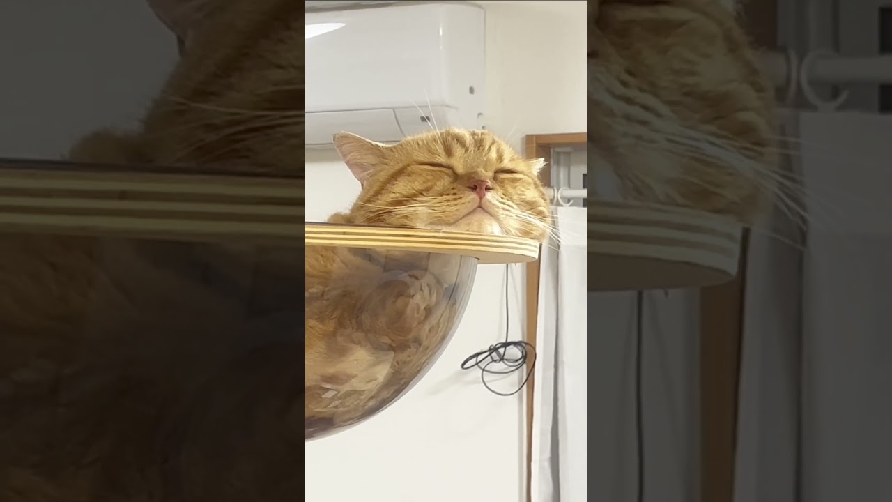 この寝顔を愛さずにはいられない！ #猫 #マンチカン #shorts
