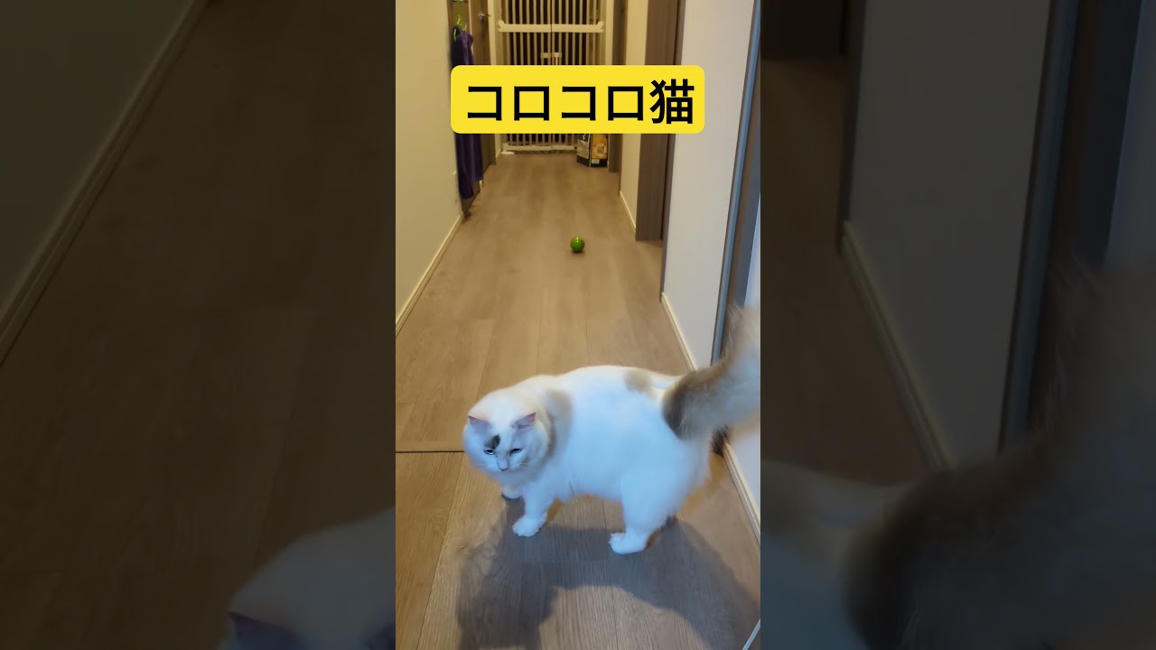 コロコロ遊び猫　#cat #ラグドール #猫のいる暮らし