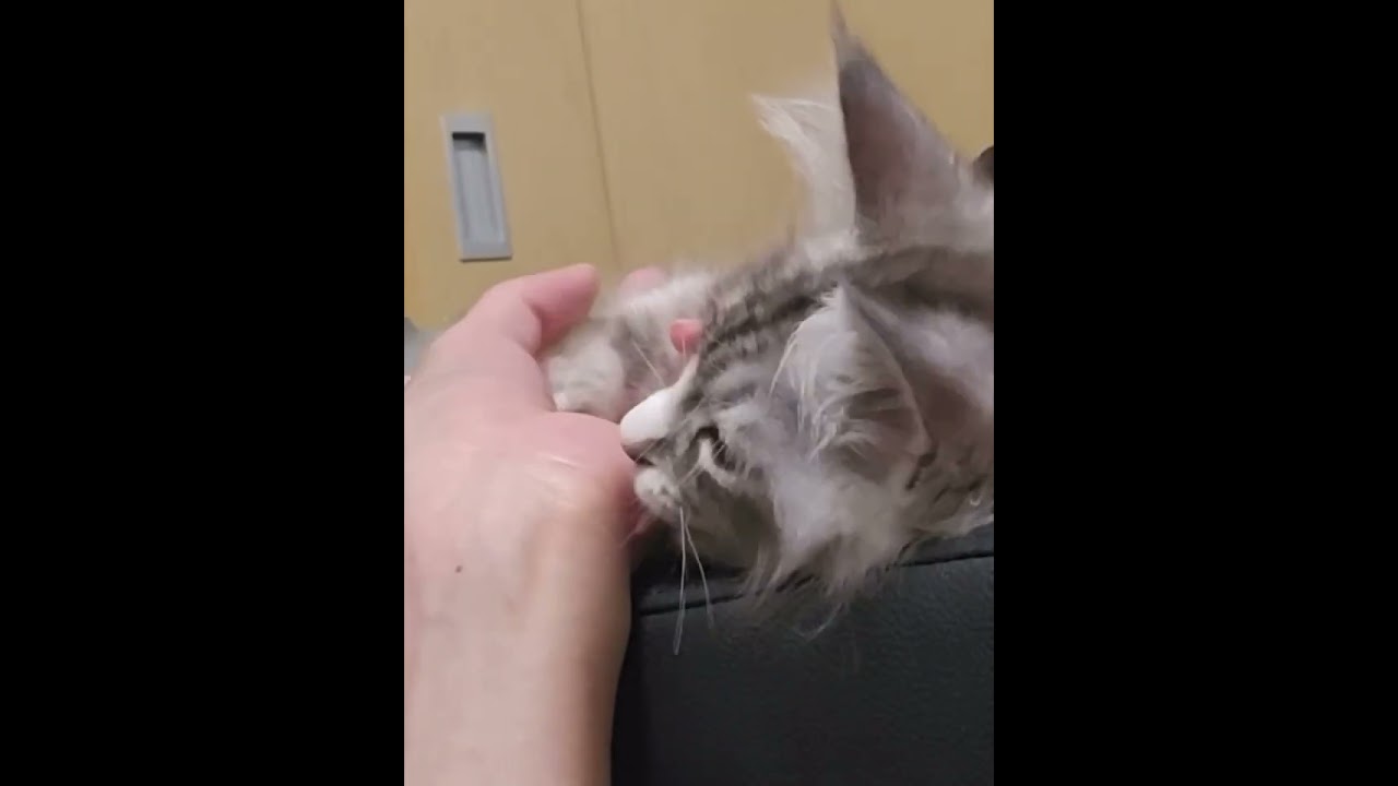 #メインクーン #cat #mainecooncat