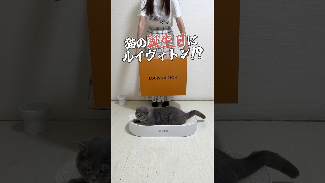 #cat #猫 #ねこ #猫動画 #ブリティッシュショートヘア #かわいい猫