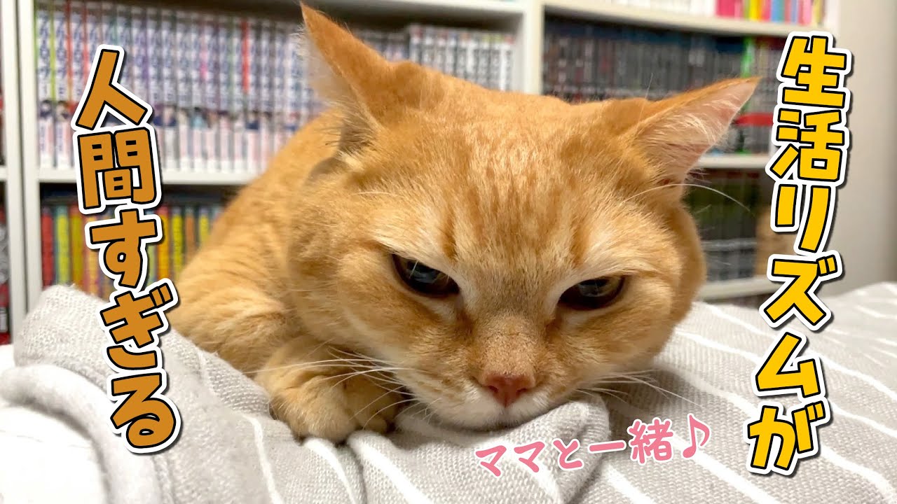 寝るときも起きるときもママと一緒な甘えん坊猫が可愛すぎる…！