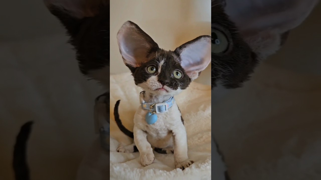 I'm gonna eat all the bugs #devonrex #kitten #catbaby #yokokat #cute #kittens