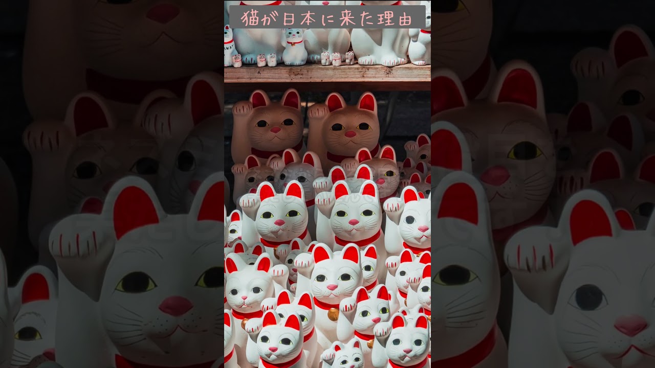 猫はいつから日本にいるの？ 　#猫　 #寺 　#日本 　 #日本史  #ねこ   #雑学 #歴史